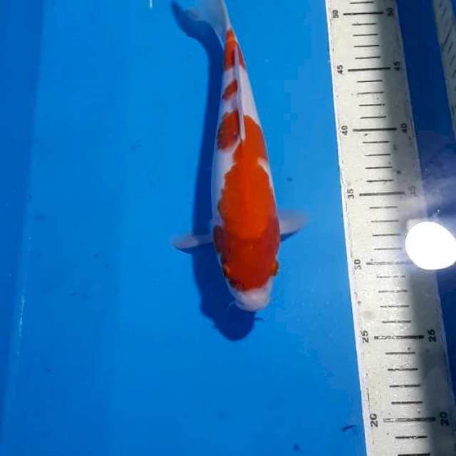KOHAKU 26 CM