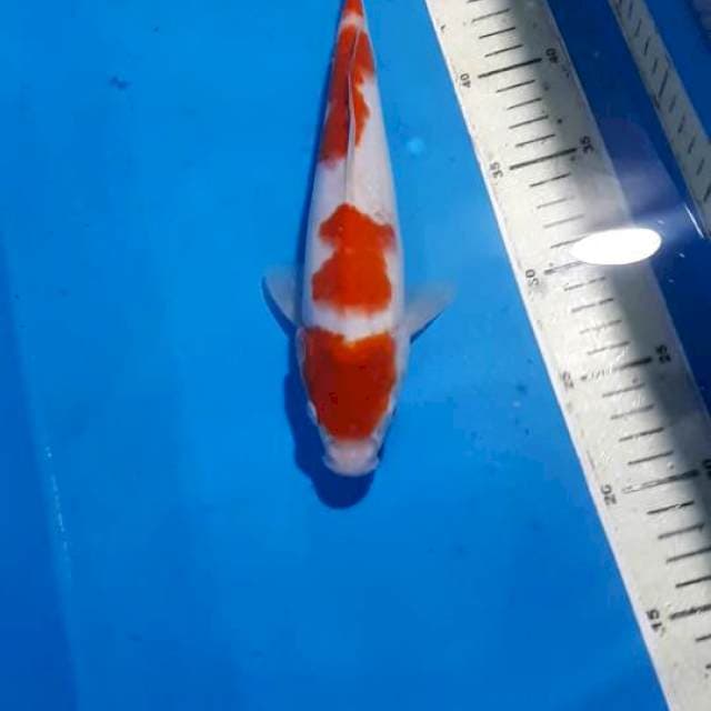KOHAKU 27 CM