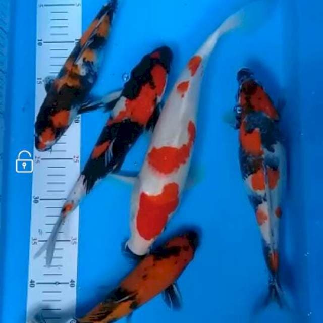 Showa utsuri