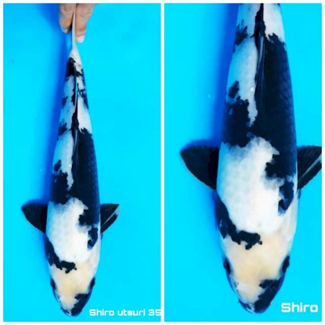 Shiro ready for show 35