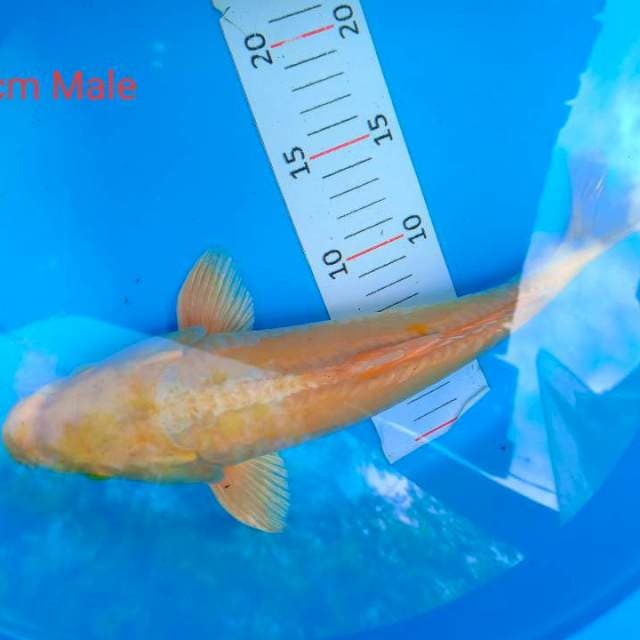 Kuning 35 male