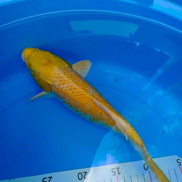 Kuning 30cm