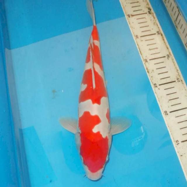 ISTIMEWA KOHAKU