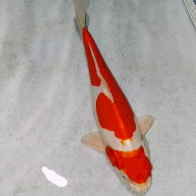 KOHAKU DOITSU HIKARI ORI