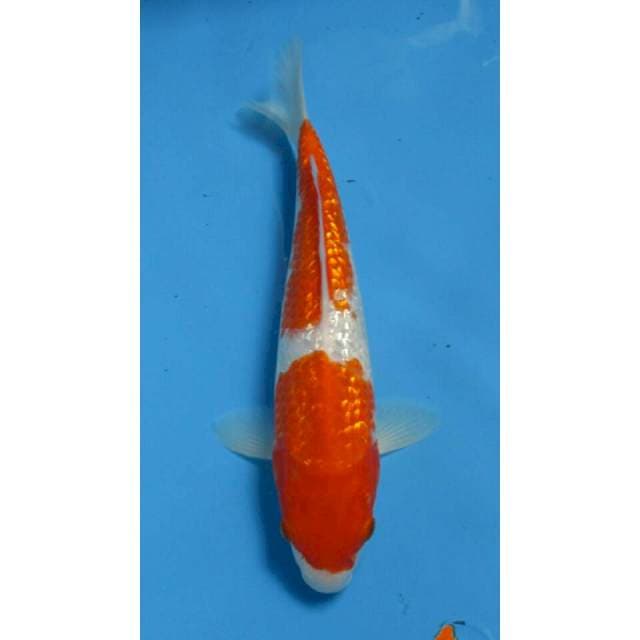 KOHAKU GINDRIN 27CM