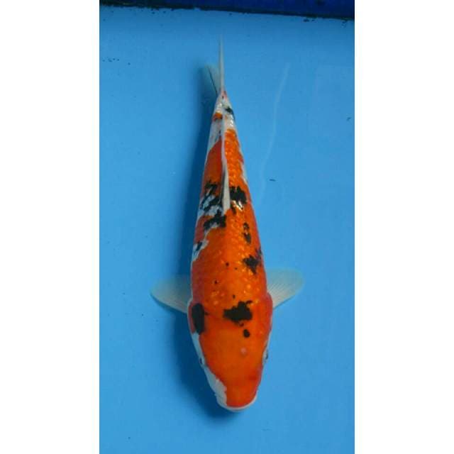 SANKE GINDRIN 28CM