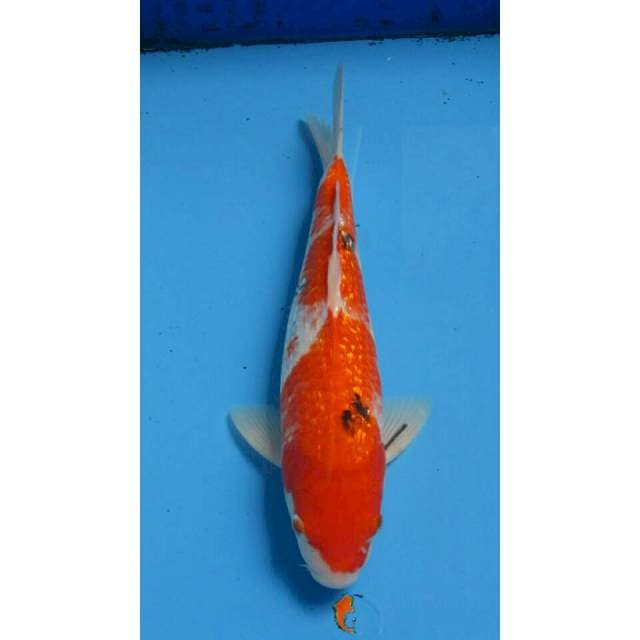 SANKE GINDRIN 33CM