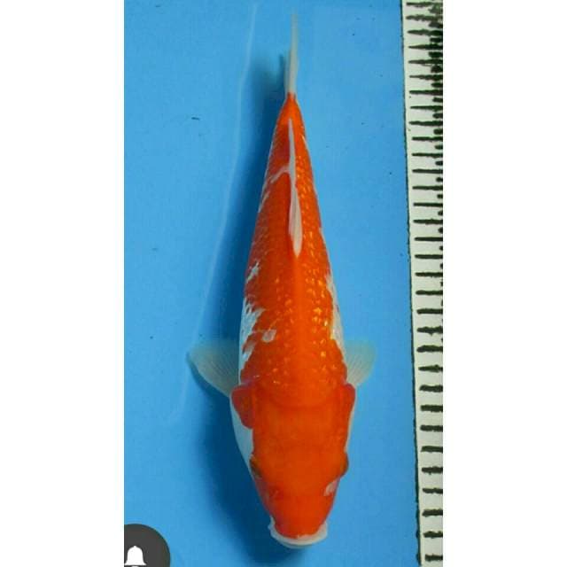 KOHAKU GIBDRIN 26CM