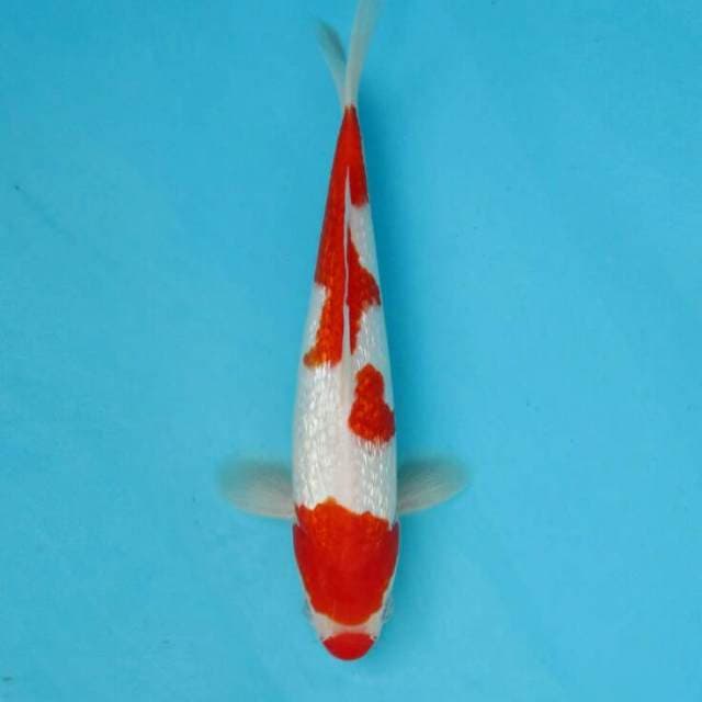 KOHAKU GINRIN 27 cm