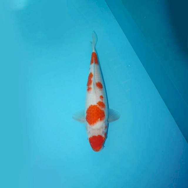 KOHAKU 35 CM