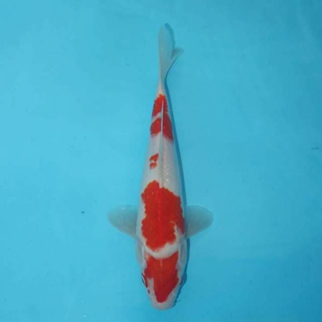 KOHAKU 25 CM