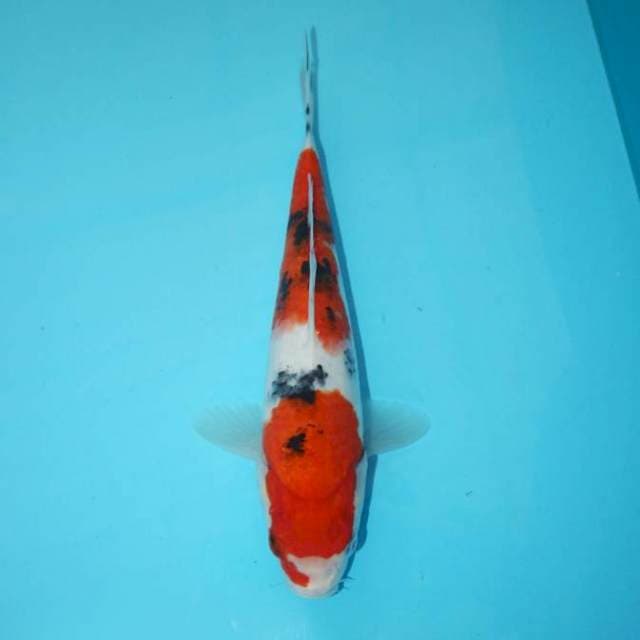 SANKE TATEGOI 25 CM