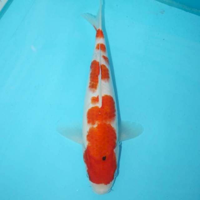 AI GOROMO 29 CM