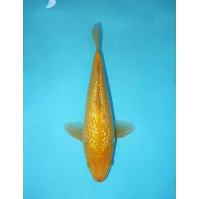KARASHI GINRIN 27 CM