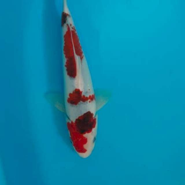 Goromo