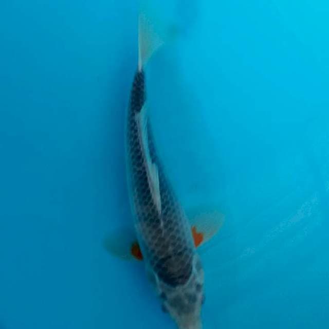 Asaghi 