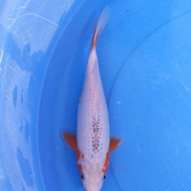 Asagi 26 cm
