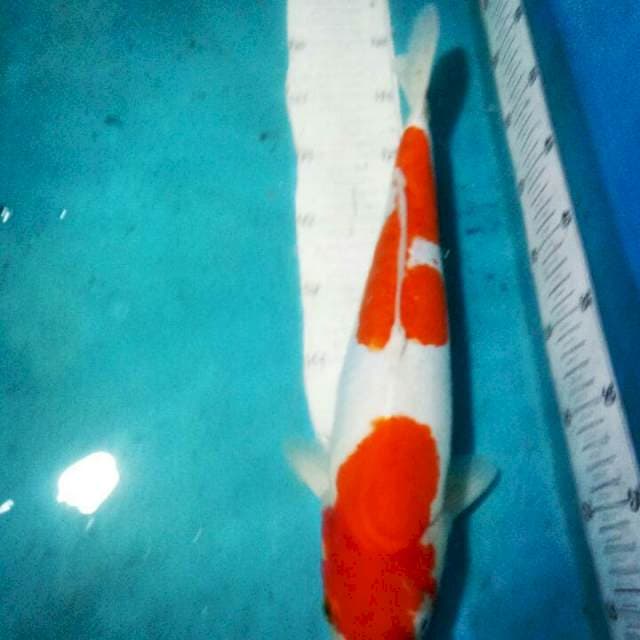 KOHAKU..DOITSU MURNI 41CM..