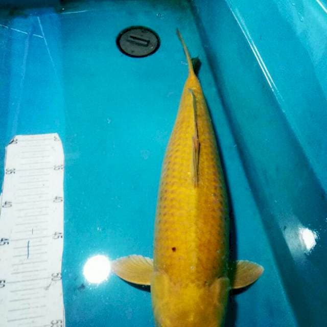 MIDORI..BULKY JUMBO 48CM