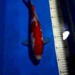 KOHAKU 32 CM
