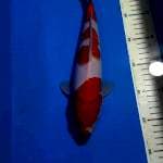KOHAKU 32 CM