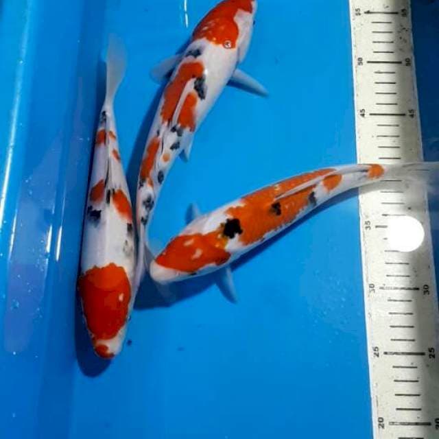 SANKE 26 SAMPAI 28 CM