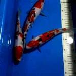 SANKE 26 SAMPAI 28 CM