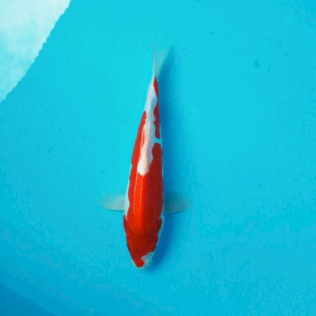 Kohaku doit murni*27cm