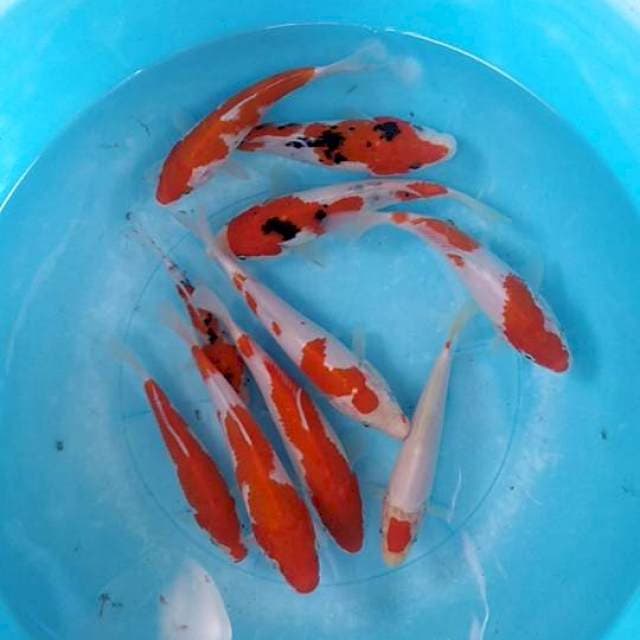 Kohaku sanke 9ekor