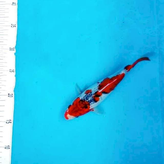 E. Goshiki RED #22cm