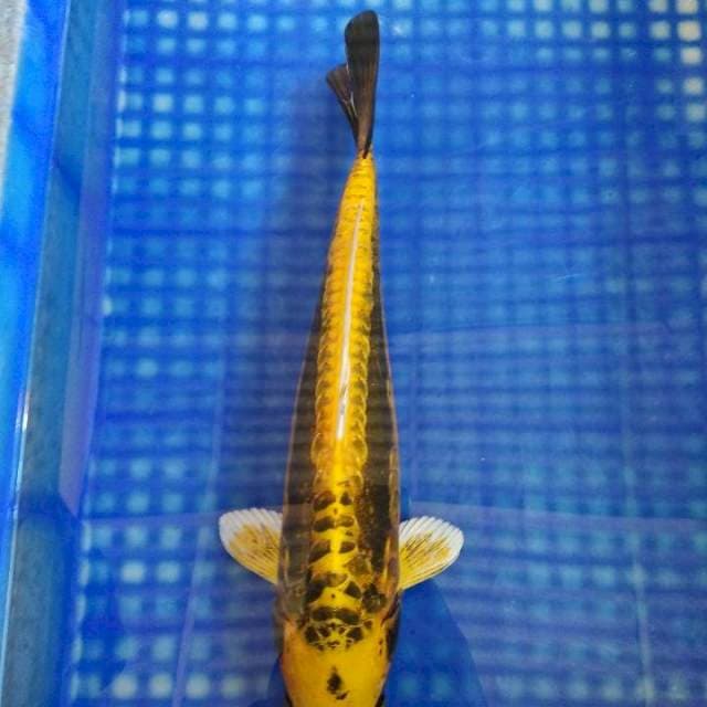 Kin kiko 34cm