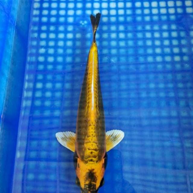 Kiko 29cm 