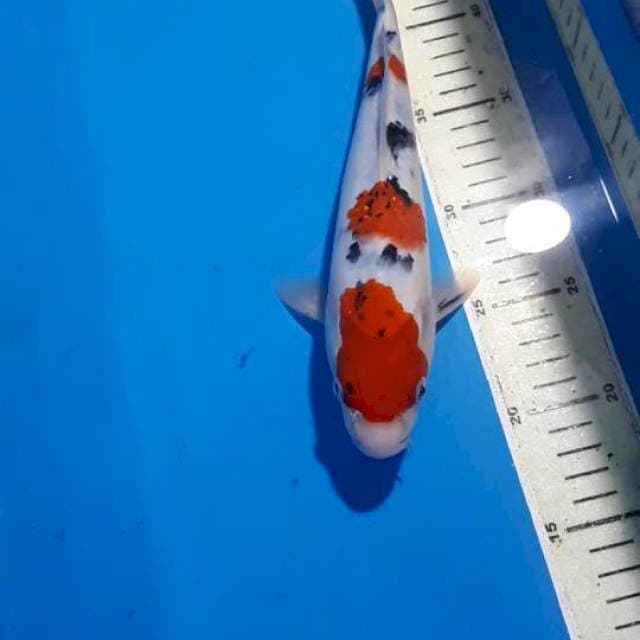 SANKE 27 CM