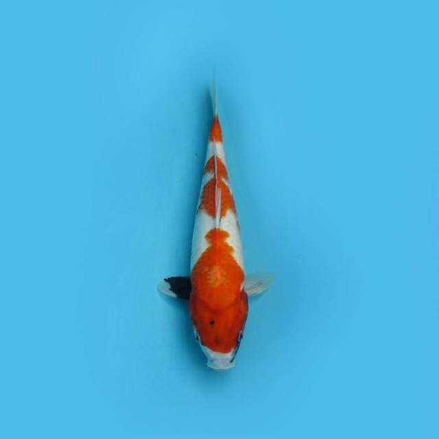 SHOWA 35 CM