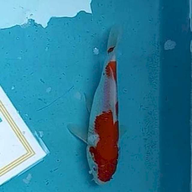 Kohaku import