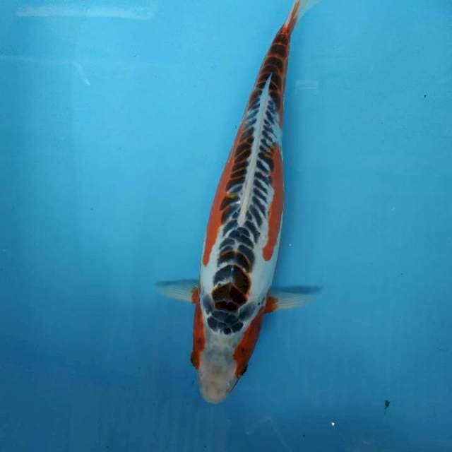 Hana shusui