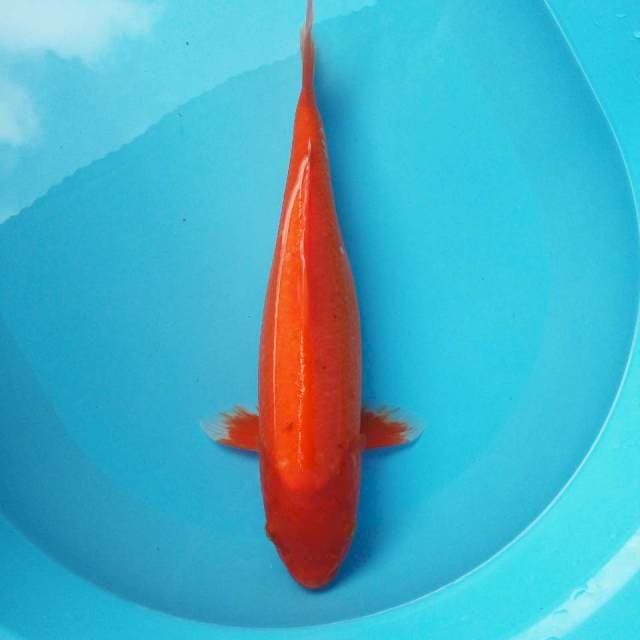 IX. Big Hajiro || 42 cm