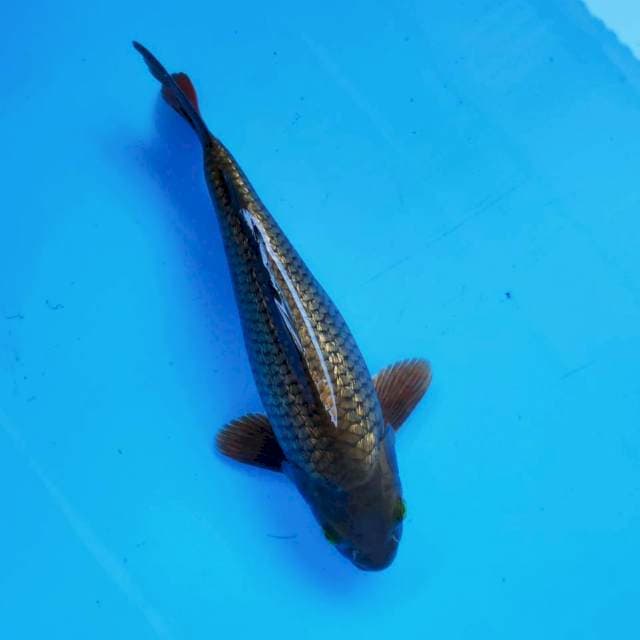 XIII. Chagoi Tembaga || 27cm