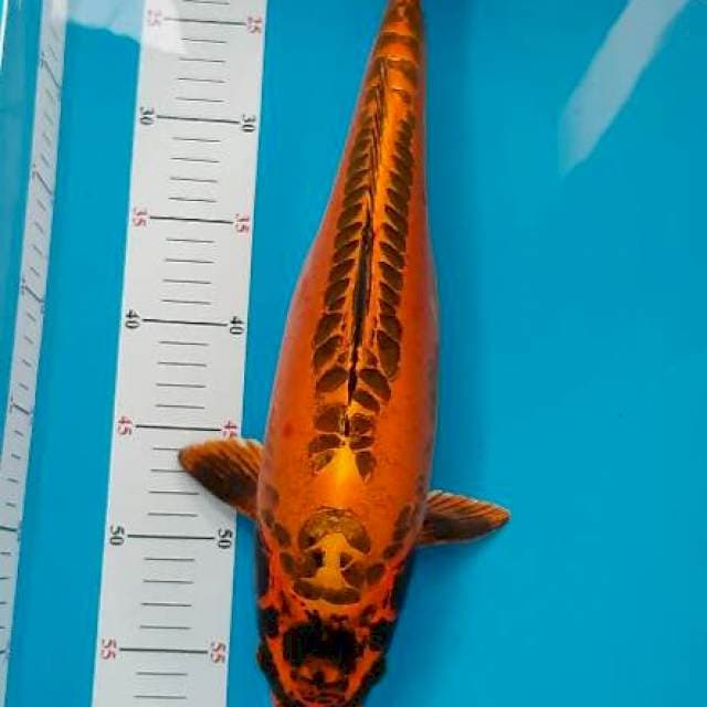 Kikokuryu 43cm Bakat Jumbo