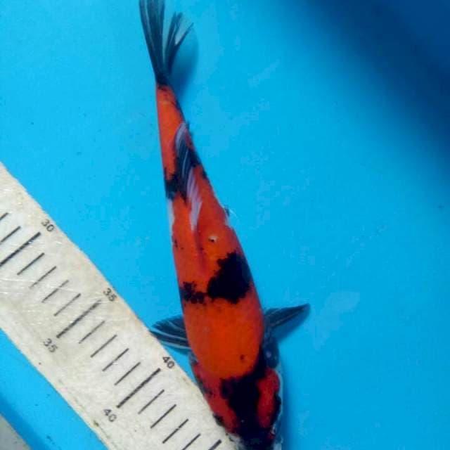 Hi Showa 25cm