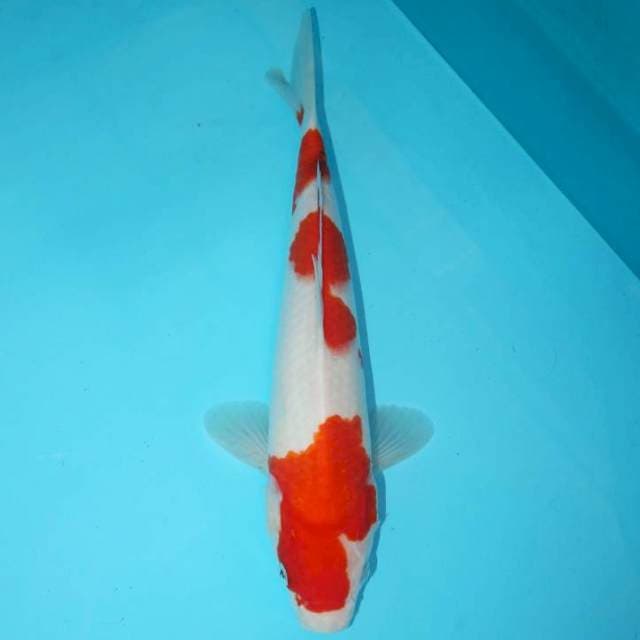 TATEGOI SANKE 30 CM