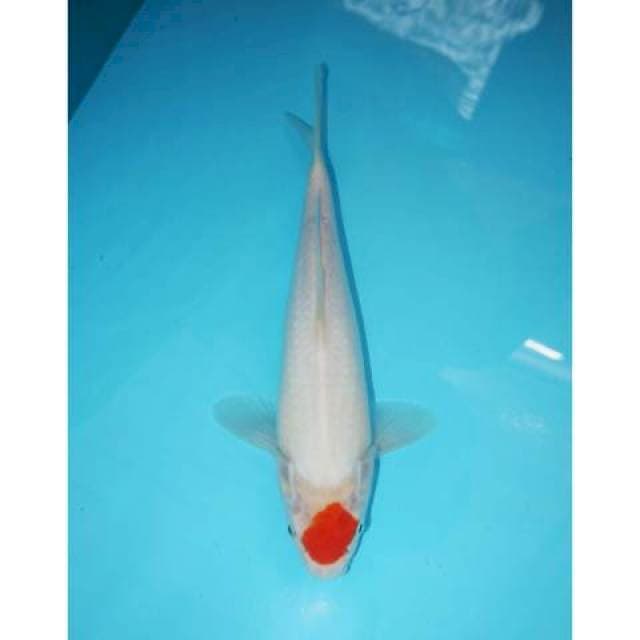 TANCHO KOHAKU 29 CM