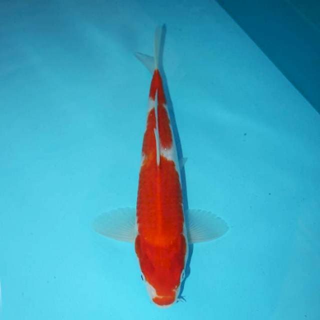 KOHAKU 25 CM