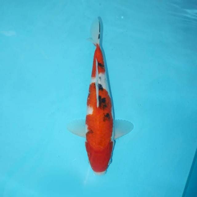 SANKE TATEGOI 26 CM