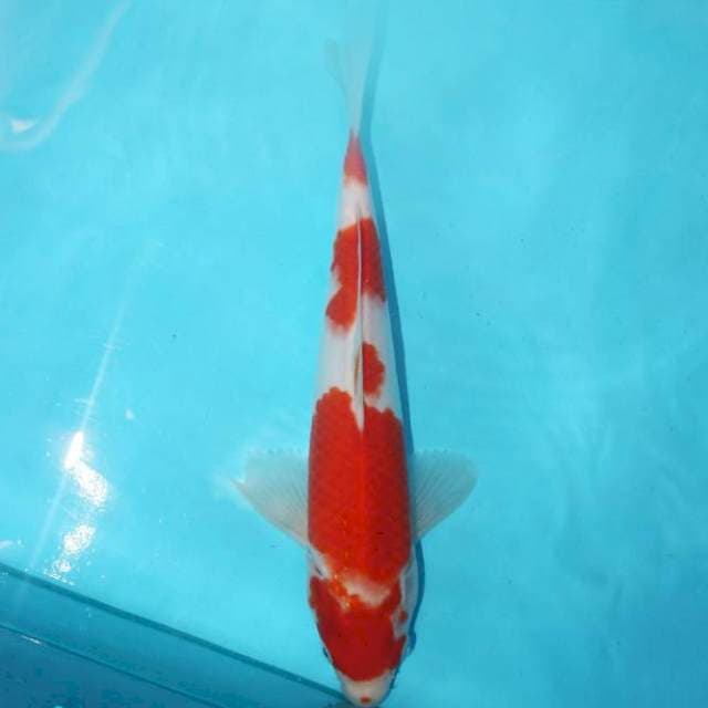KOHAKU 26 CM
