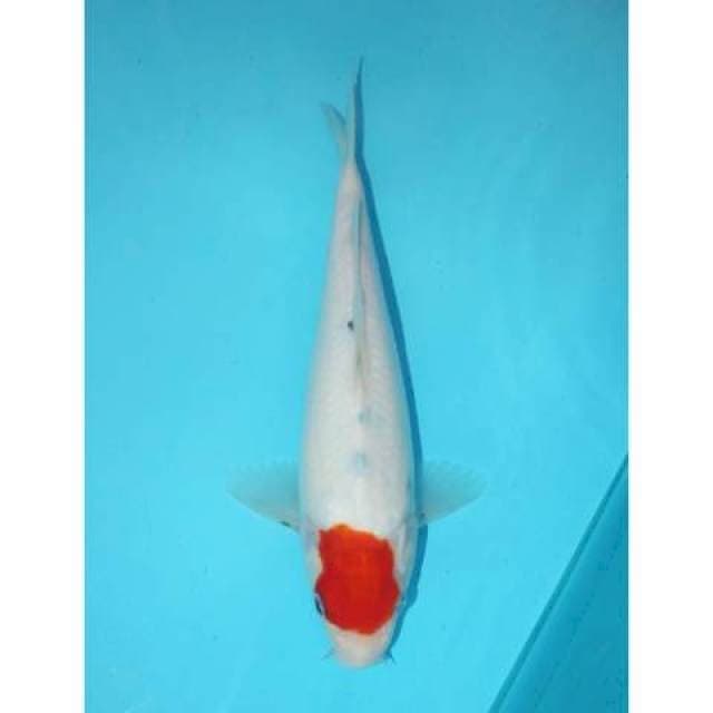 TANCHO SANKE TATEGOI 28 CM