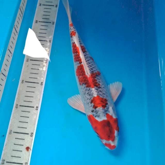 Kujaku 33 cm
