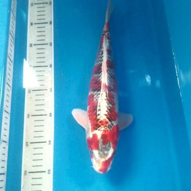 Antiqu Patern Kujaku 35 cm