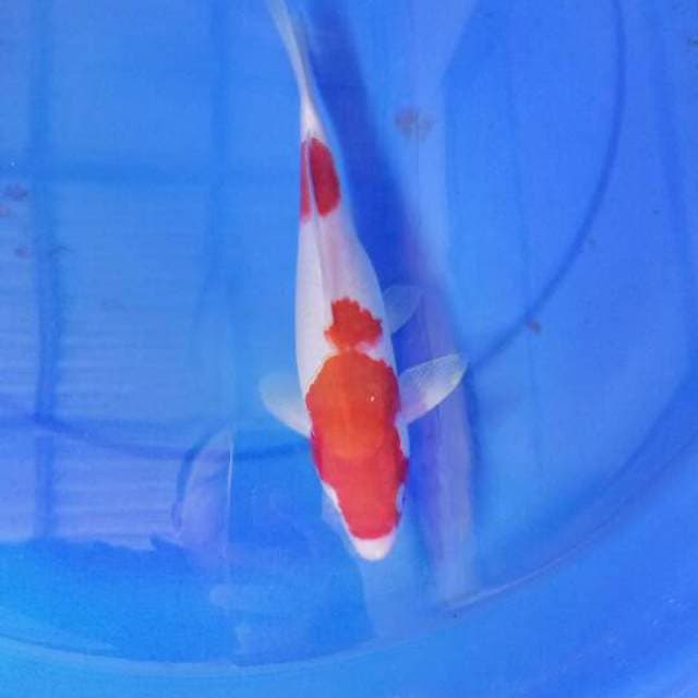 Kohaku 27cm