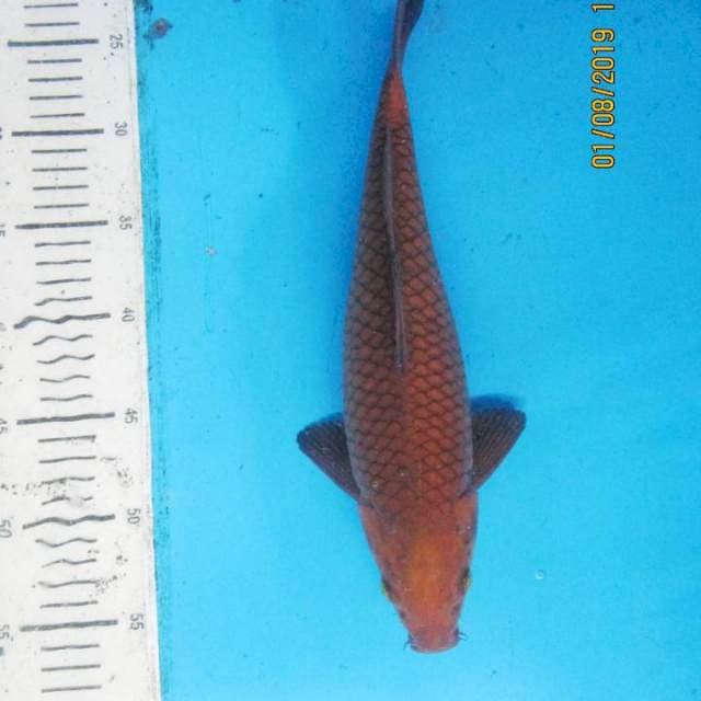 Pejinak Kolam